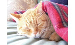 ペットシッター猫の手